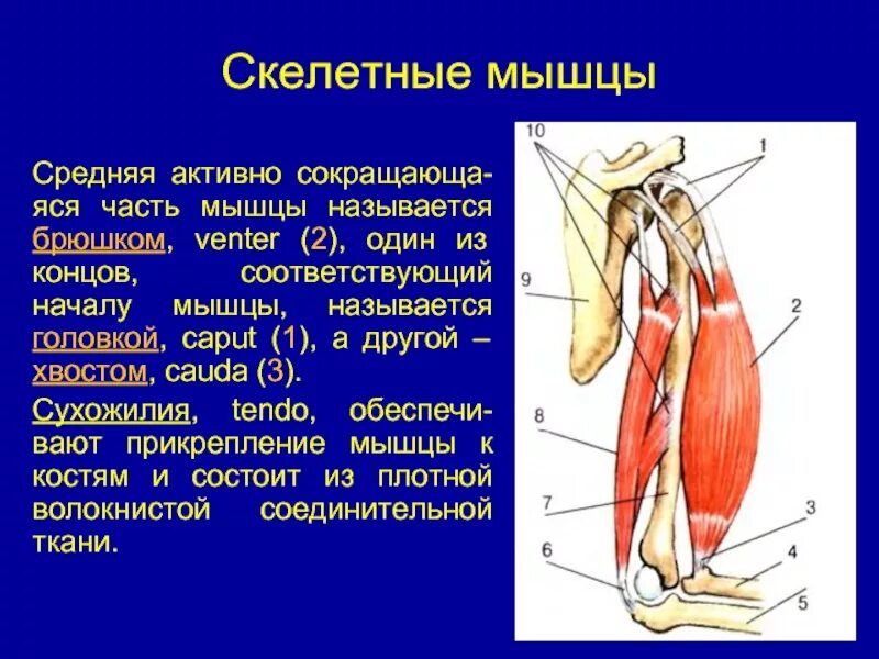 Плотный активный. Скелетные мышцы. Скелет с мышцами. Мышцы скелетной мускулатуры. Средняя часть мышцы.