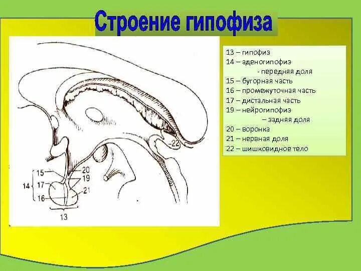 Гипофиз у животных. Гипофиз строение. Гипофиз строение анатомия. Строение гипофиза животных. Внутреннее строение гипофиза.