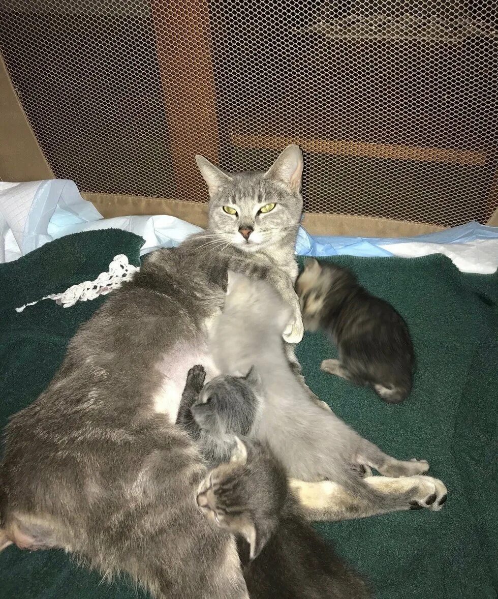 Беременные кошечки. Беременные кошки с котятами.