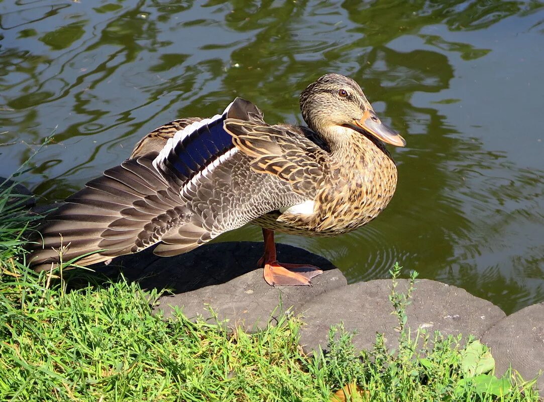 крылья селезня. утка с крыльями. водоплавающие перелетные птицы. утка с крыльями. утиные крылья.