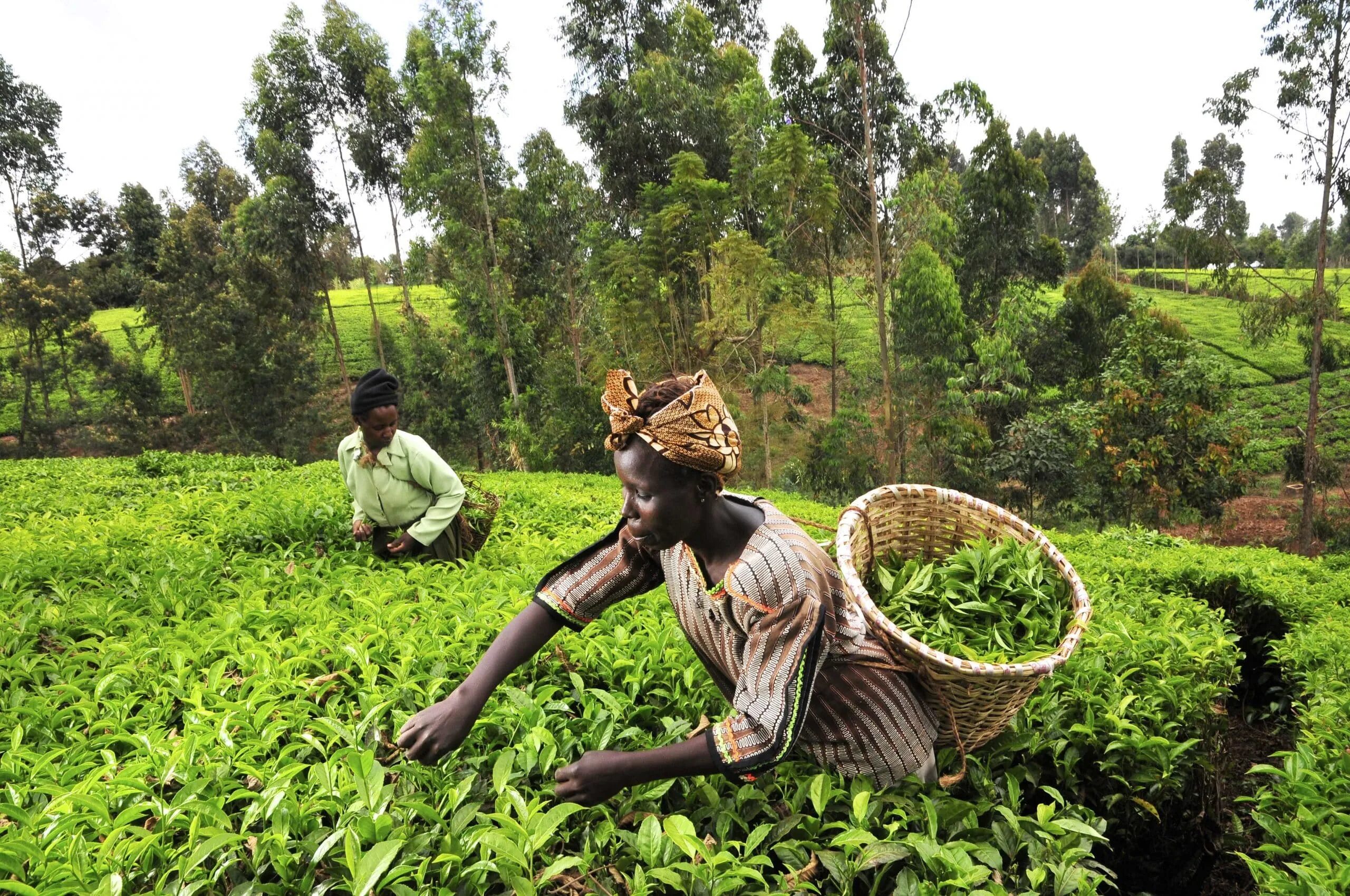 Эфиопия какая экономика. Кения чайные плантации. Демократическая Республика Конго сельское хозяйство. Зимбабве сельское хозяйство. Лусака Замбия сельское хозяйство.