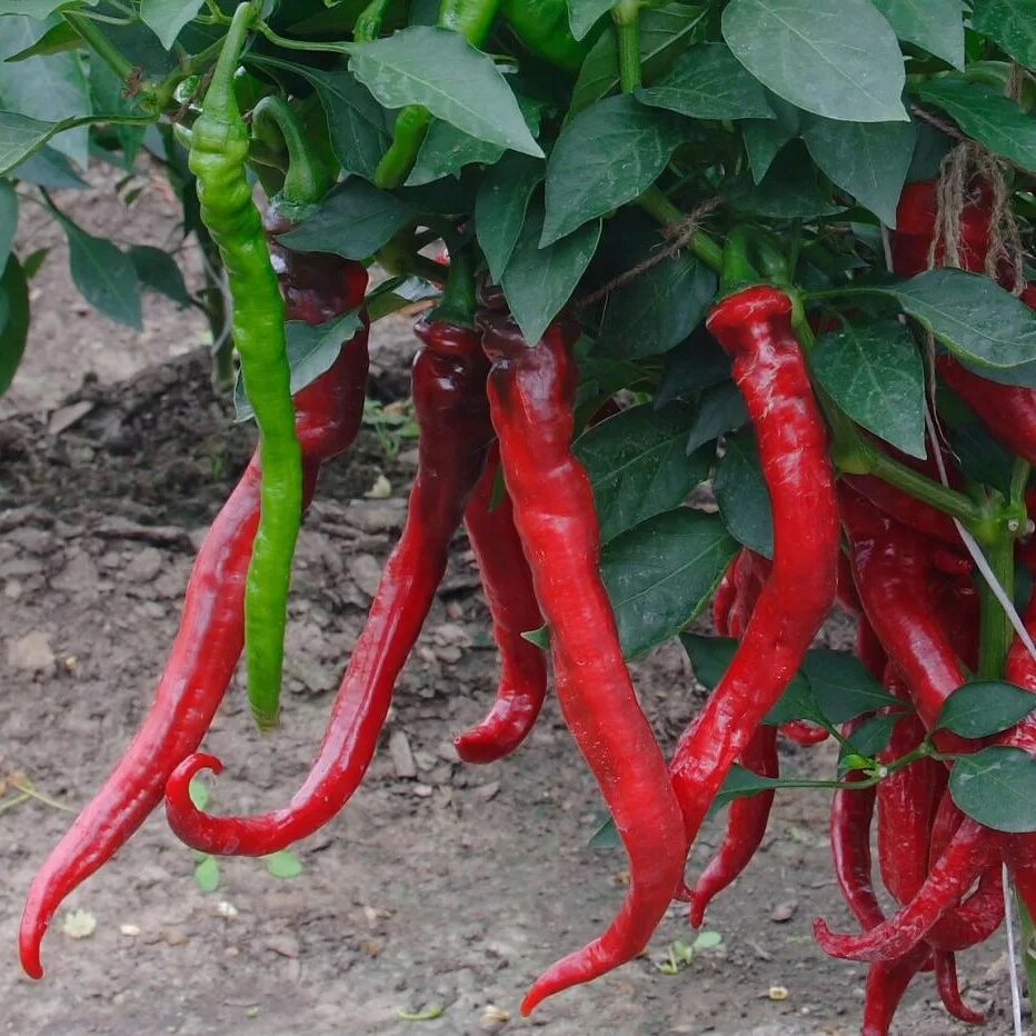 Перец острый медуза горгона. Перец полуострый колокольчик. Сорта перца горького перца. Перец горький полуострый. Сорт горького перца мустанг.