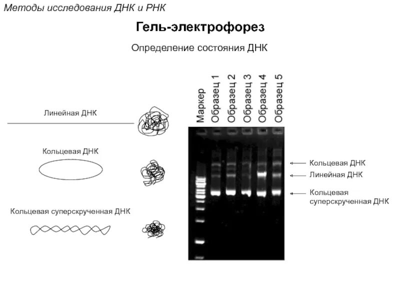 Форма кольцевой днк. Электрофорез плазмидной ДНК. Линейная и Кольцевая ДНК форез. Электрофорез плазмиды. Методы изучения ДНК И РНК.
