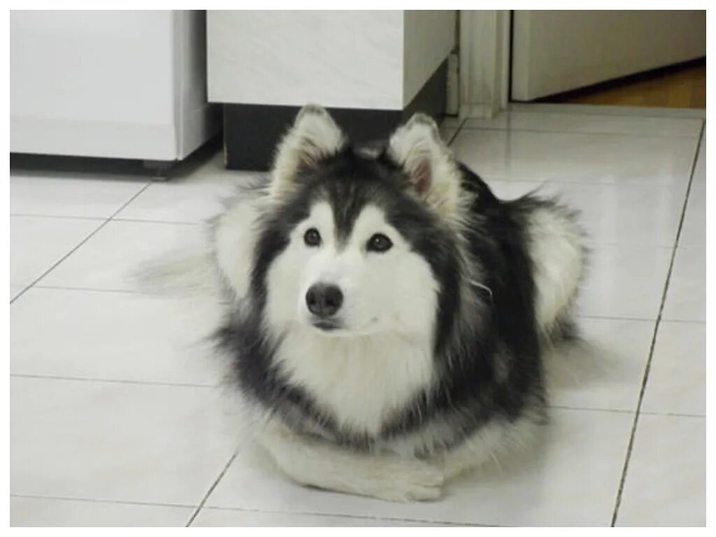 Смешные фото собак. Собака воспитывалась с котами. Рози и хаски. Хаски и кошка. Хаски талли.