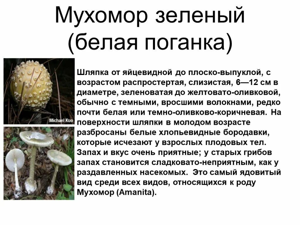 Сообщение о ядовитых грибах. Грибки сообщение белая поганка. Сообщение на тему ядовитые грибы. Зелёный мухомор информация.