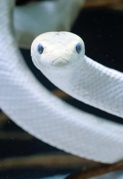 Белые змеи ядовитые. Королевская Кобра альбинос. Техасский полоз леуцист. Техасский полоз альбинос Эстетика. Моноклевая Кобра.
