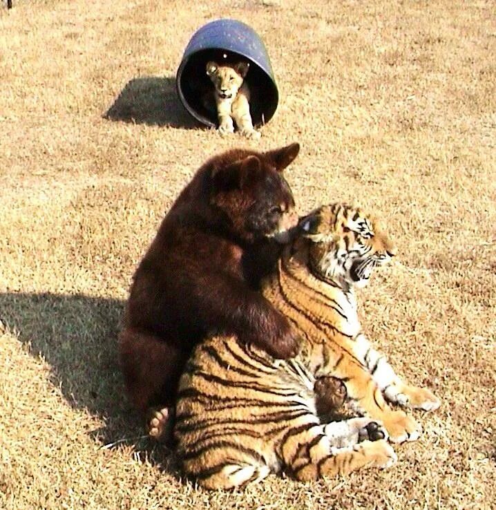 Тигр лев и медведь. Дружба медведя тигра и Льва. Лев тигр и медведь. Необычная Дружба животных. Медвежонок и Тигренок.