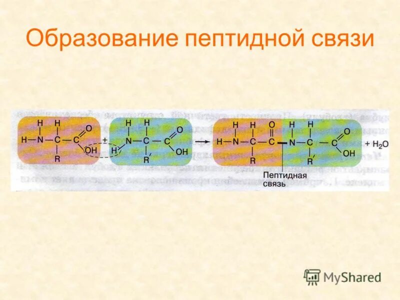 Схема образования пептидной связи. Центр образования пептидных связей. Схема трансляции синтеза белка. Элонгация биохимия. Механизм образования пептидной связи химическая реакция.