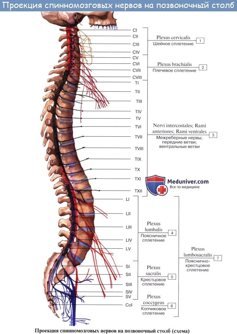 31 Пара спинномозговых нервов иннервация. 12 Пар спинномозговых нервов анатомия. Сплетения спинномозговых нервов схема. Шейное поясничное крестцовое сплетение.