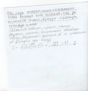 Два ряда тесно посаженных елей образовали красивую