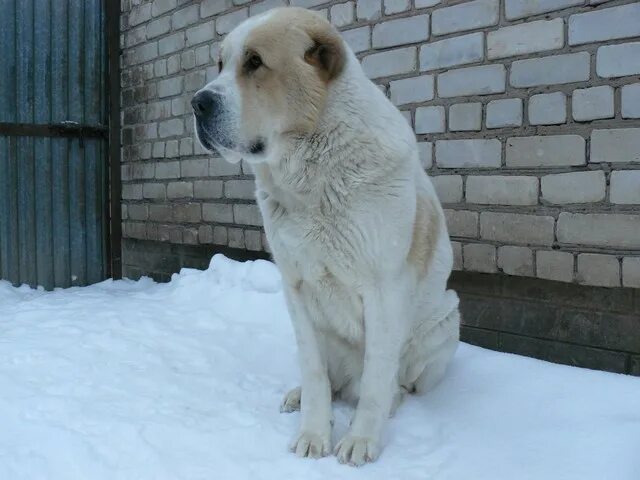 Алабай насмерть загрыз свою хозяйку в Ленобласти