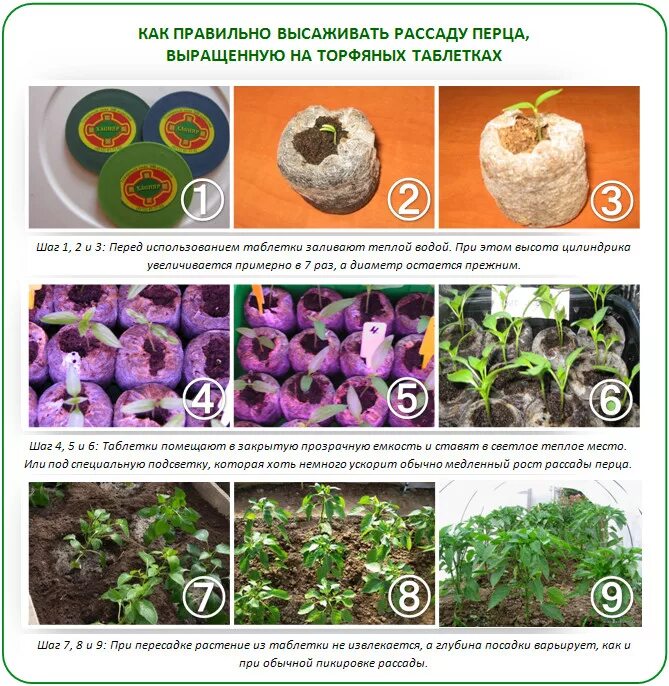 Посев перца на рассаду в торфяные таблетки. Рассада перца в торфяных таблетках. Посадка перца в торфяные таблетки на рассаду. Посадка перца в торфяные таблетки.