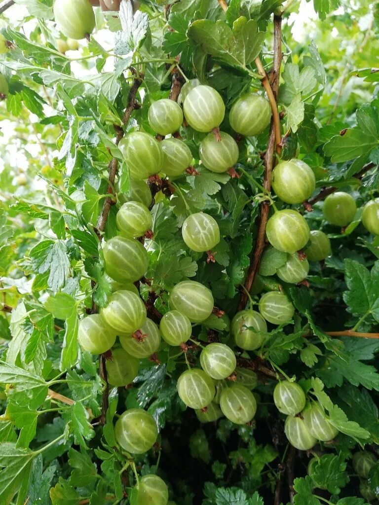 Крыжовник родник. Саженцы крыжовник Родник. Огромный крыжовник. Крыжовник компот из крыжовника.