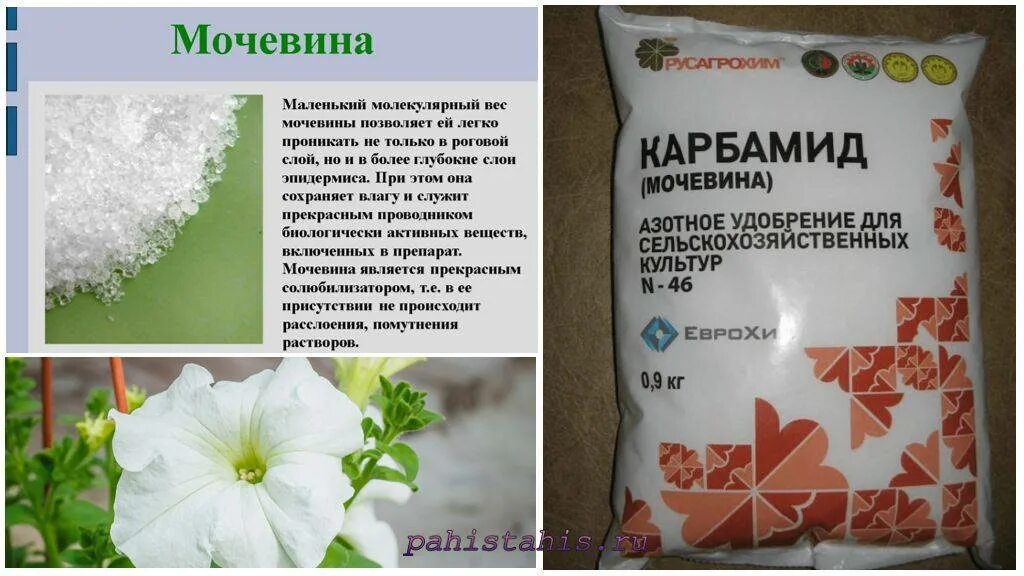 Карбамид растения. Подкормка карбамидом. Поливает перец болгарский. Цветы кефиром поливать. Что такое мочевина для растений подкормки.