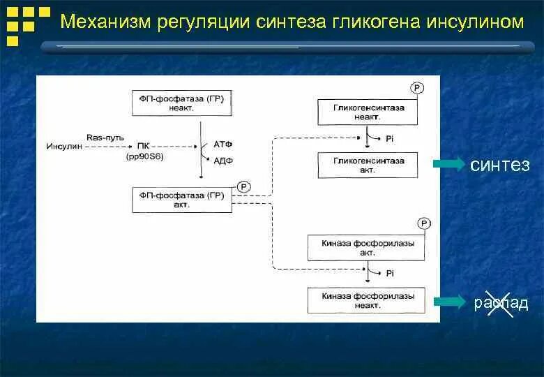 Механизм биосинтеза. Механизм регуляции синтеза гликогена. Регуляция синтеза и распада гликогена. Влияние инсулина на Синтез гликогена. Регуляция синтеза гликогена инсулином.