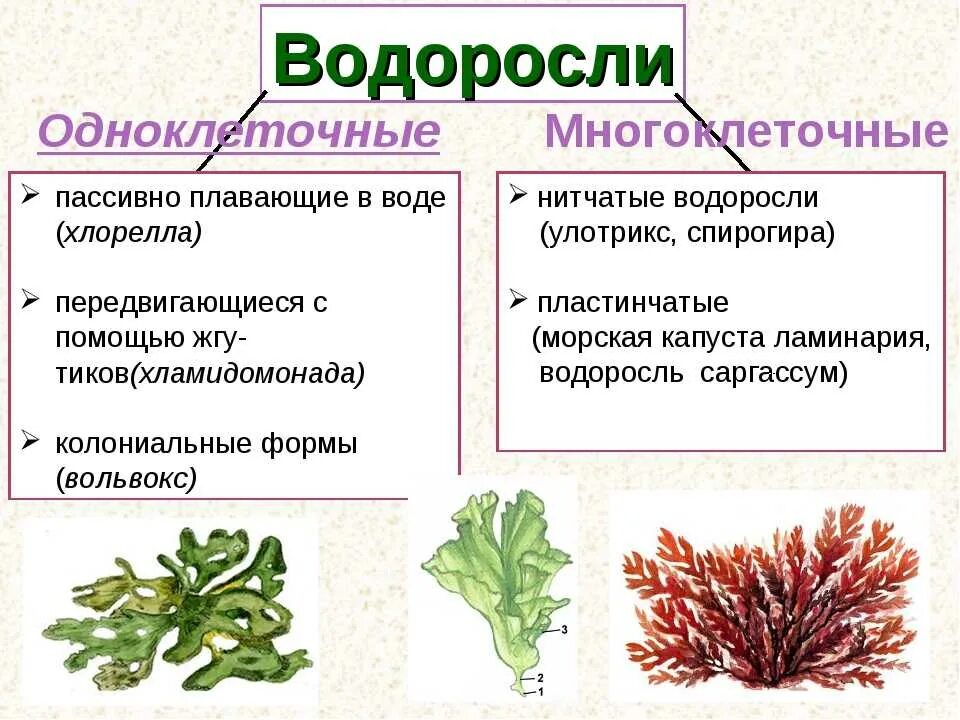 Схема систематика растений водоросли. Строение водорослей 7 класс. Одноклеточные зелёные водоросли таблица. Схема водоросли по биологии 6 класс.