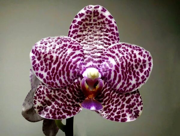 Орхидея миту фото Орхидея миту фото