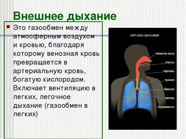 система органов дыхания. спокойный вдох происходит в результате. искусственная вентиляция легких способом изо рта в рот. дыши легко вентиляция. дыши легко вентиляция.