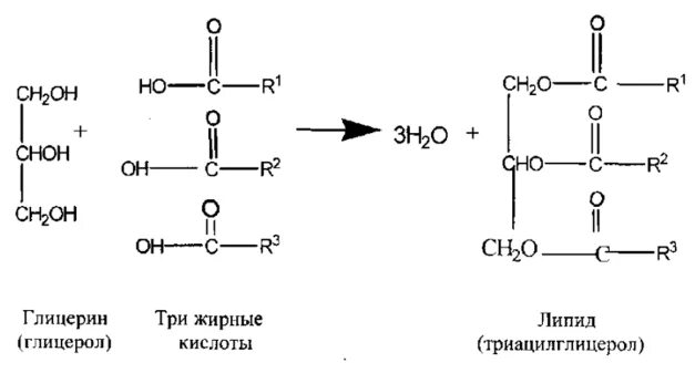 Синтез липидов функции. Синтез липидов функции
