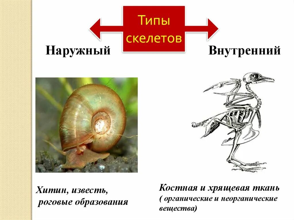 Наружный скелет. Хитин скелет. Наружный скелет из хитина. Наружный скелет имеют. Наружный скелет представители