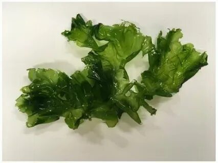 Морской салат водоросль