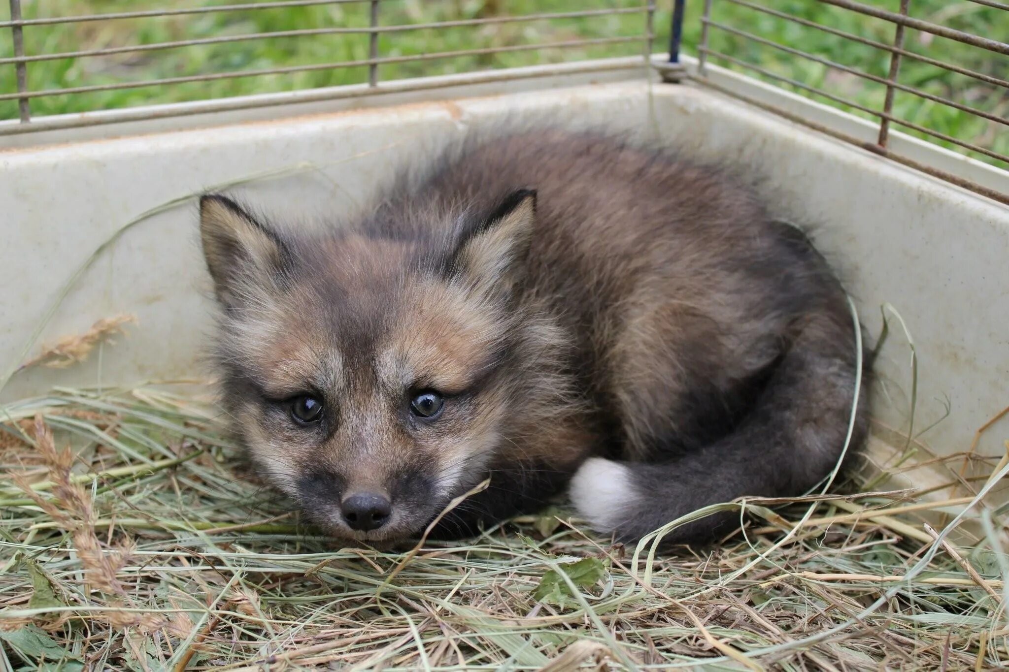 Платиновая лиса. Окрасы лисиц. Чернобурая лисица. Расцветки Лис. Sister fox