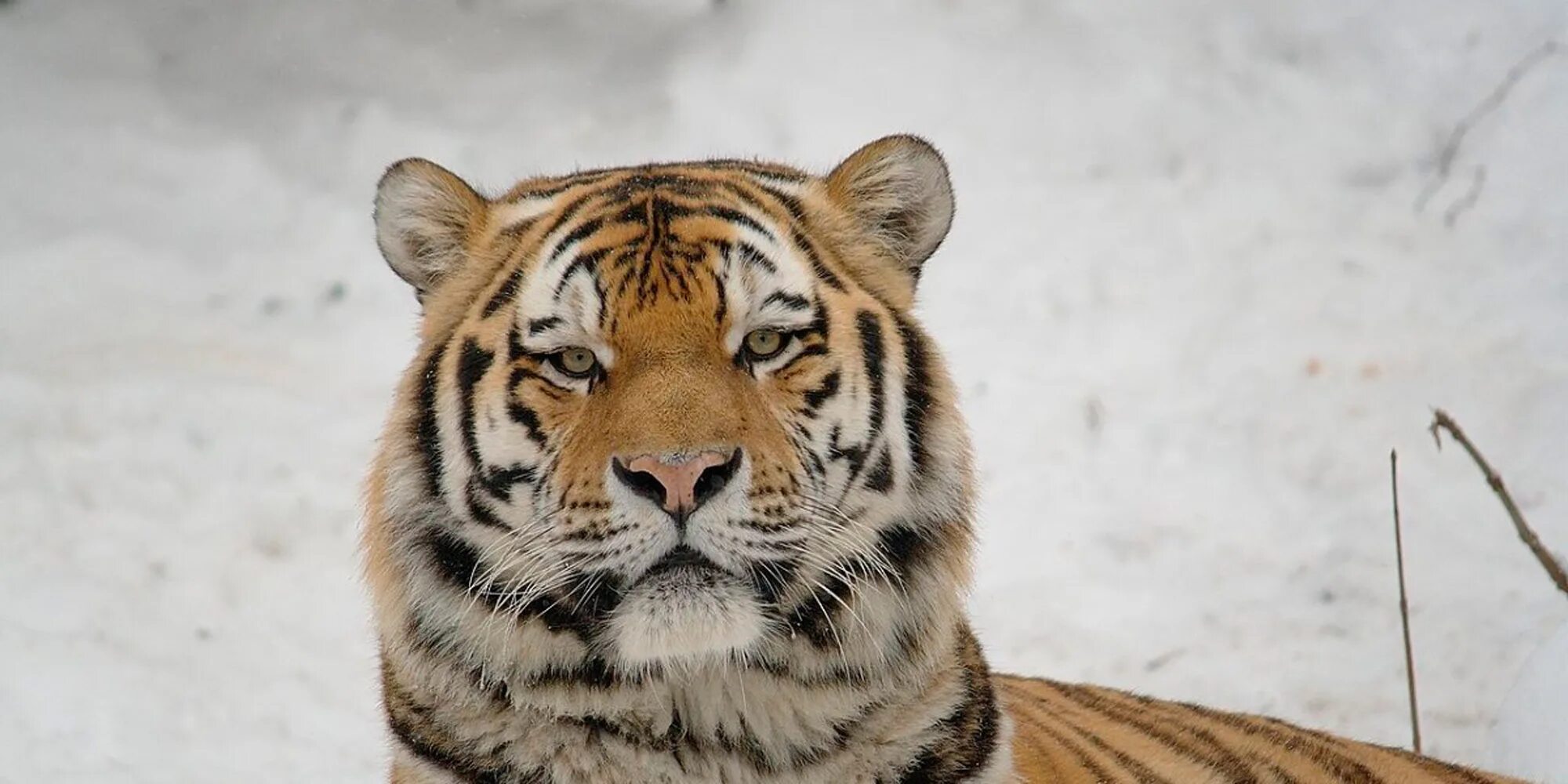 амурский тигр фото. выход тигра. тигры на льду. тигр в джунглях. клетка для тигра.