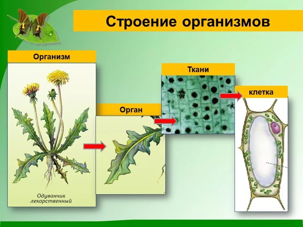 Тело высших растений состоит. Строение организма. Строение клетки одуванчика. Строение многоклеточных. Строение многоклеточных организмов.