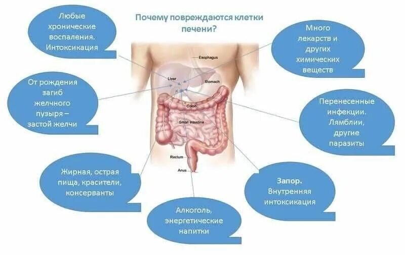 Колит печень. Дискомфорт в райне печени.