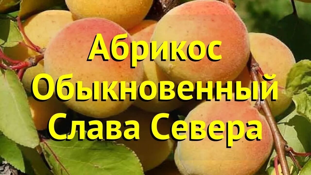 Абрикос слава севера описание. Абрикос сорт Слава севера. Абрикос сорт Триумф Северный. Абрикос чемпион севера абрикос чемпион севера. Абрикос "чемпион севера"(5 лет).