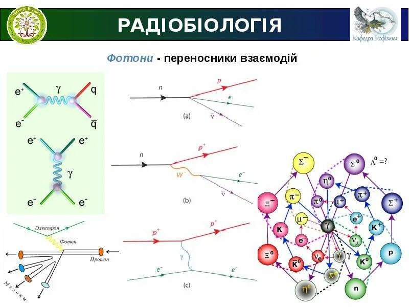 Радиобиология. Принцип попадания и концепция мишени. Аннигиляция радиобиология. Теория мишени и попаданий принцип.