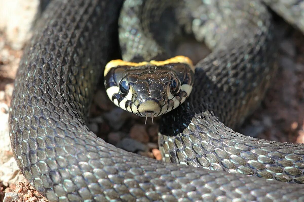 Черная с желтыми пятнами на голове. Уж обыкновенный - змея неядовитая. Обыкновенный уж Natrix Natrix. Гадюка полоз уж. Обыкновенный уж (Natrix Natrix l.).