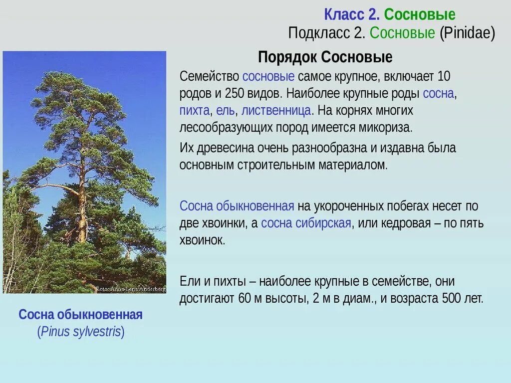К семенным растениям относятся. Лиственница и кедр. Сосна и ель семенные растения. Общая характеристика сосновых. Жизненные формы голосеменных растений.