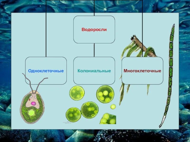 Одноклеточные водоросли произошли