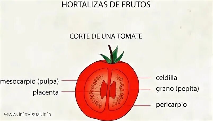 Строение плода помидора. Строение плодов томата. Строение плода томата схема. Строение плода томата схема рисунок. Внутреннее строение томата