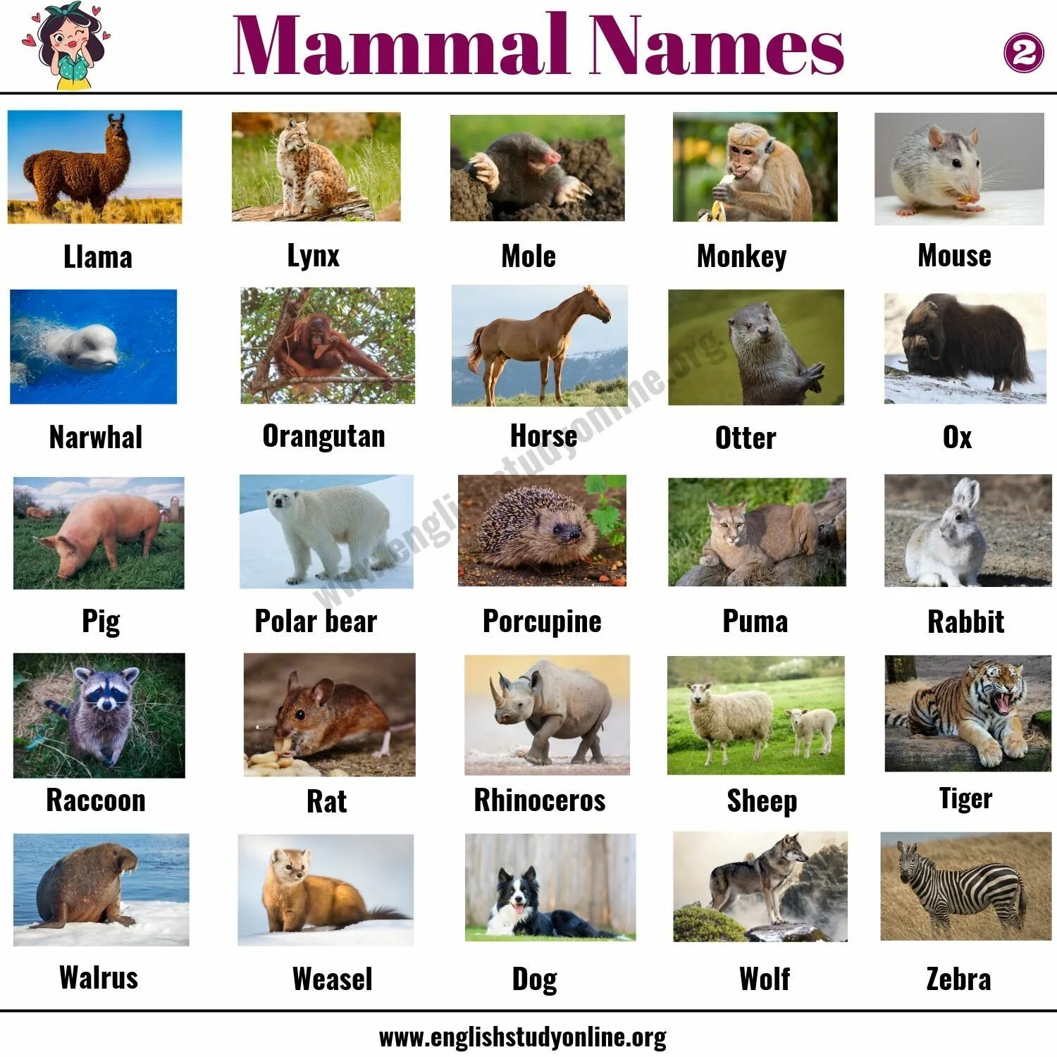 Имя animals