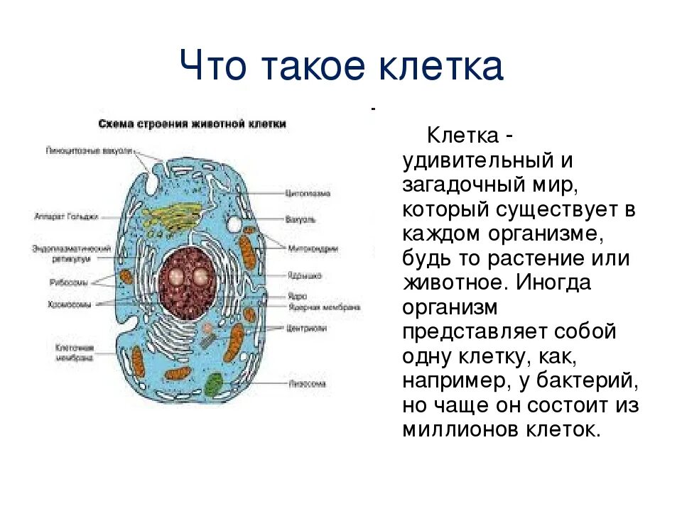 В живой клетке живут. Строение клетки растения и животного 5 класс биология. Схема строения живой клетки. Клеточное строение это кратко биология. Клетка строение клетки 5 класс биология.