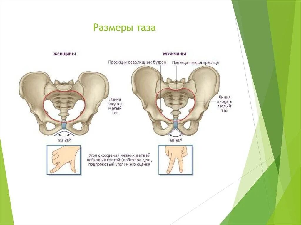 Изменения костей таза. Анатомия таза беременности. Кости таза большой таз малый таз. Строение таза у женщин. Большой и малый таз.