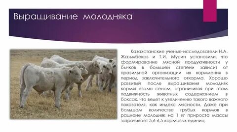 В популяции крупного рогатого скота 248 особей