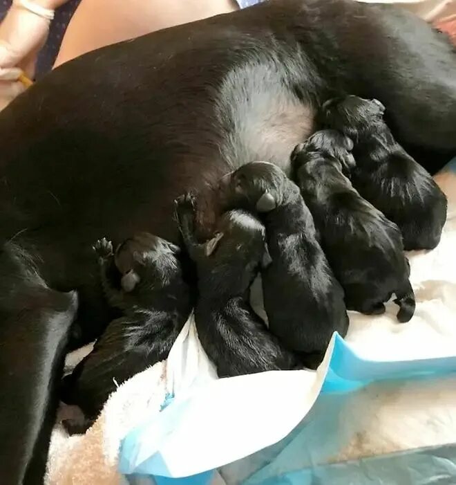 Собаки которые рожают