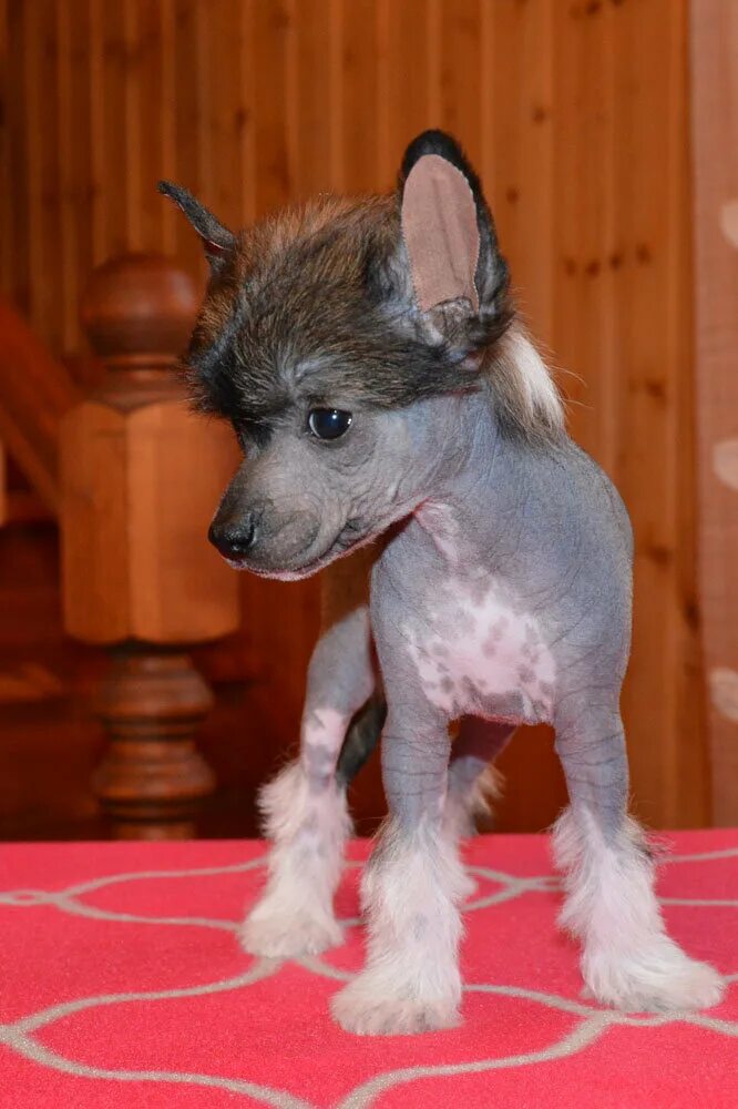 These Dogs Have the Best Hair Day, Every Day. Dog breeds, Chinese dog, Chinese c