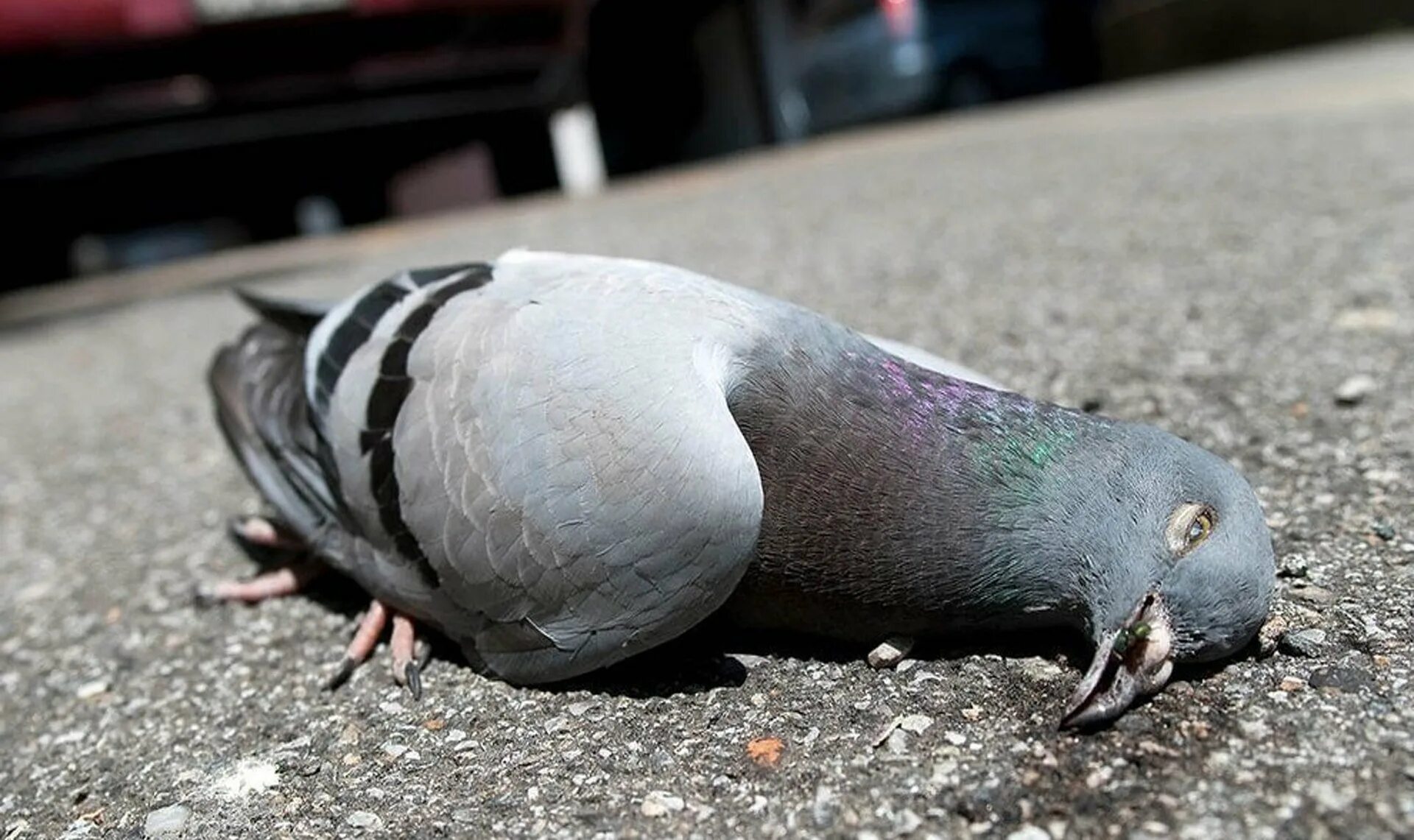 Голуби кормятся. Гнездо голубя. Голубята птенцы. Грустный голубь. Размножение голубей.