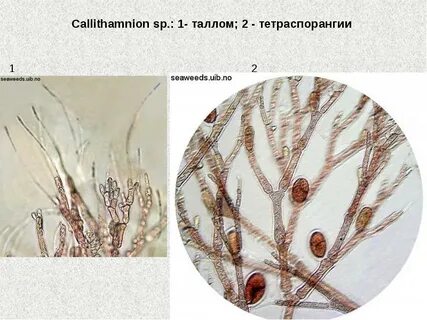 1 таллом