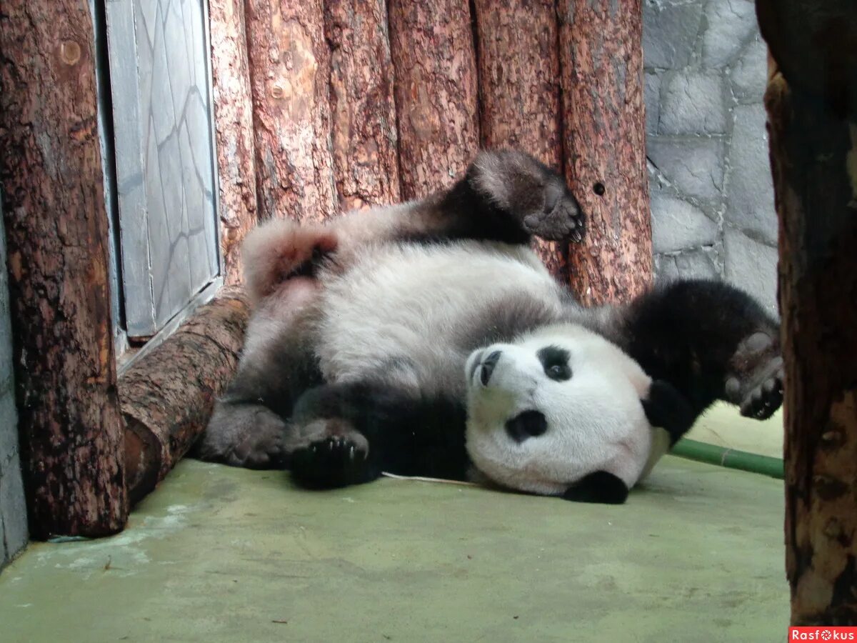 панда в московском зоопарке. большая панда в зоопарке. панда жуи. московский зоопарк панды жуи и диндин. есть ли в московском зоопарке панды.