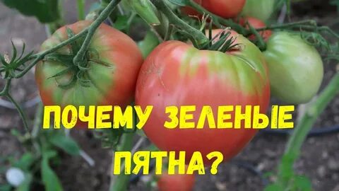 Почему помидоры сверху желтые