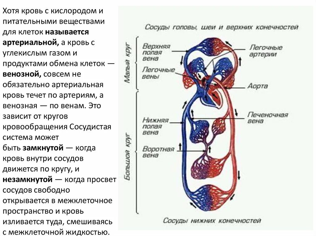 В легкие млекопитающих поступает кровь