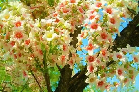 Цветущие деревья фото и названия краснодарского края