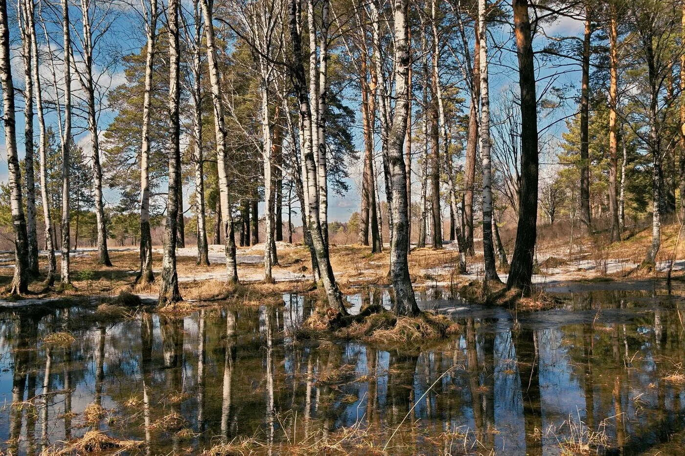 Весенний лес. Лес ранней весной. Лес рвнее весной. Пробуждение леса