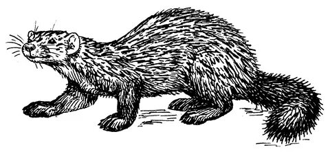 Рисунок соболя