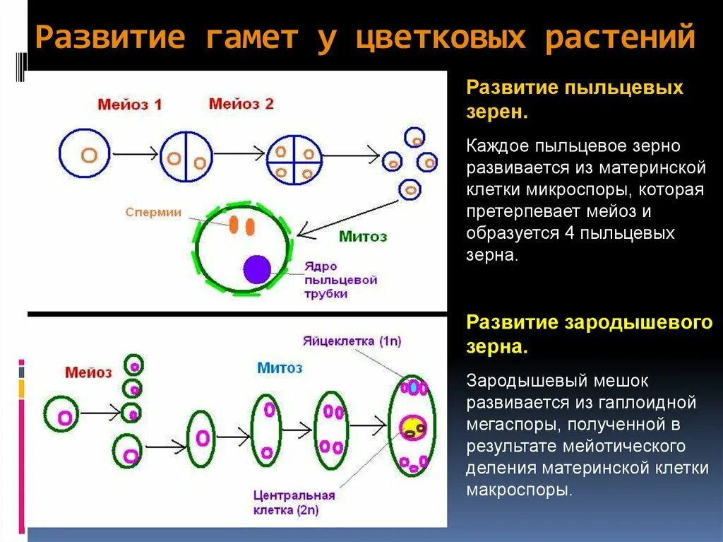 Женские половые клетки образуются в процессе. Этапы развития половых клеток у растений. Образование пыльцевого зерна у цветковых растений. Гаметогенез растений схема. Мегаспора в овогенезе.